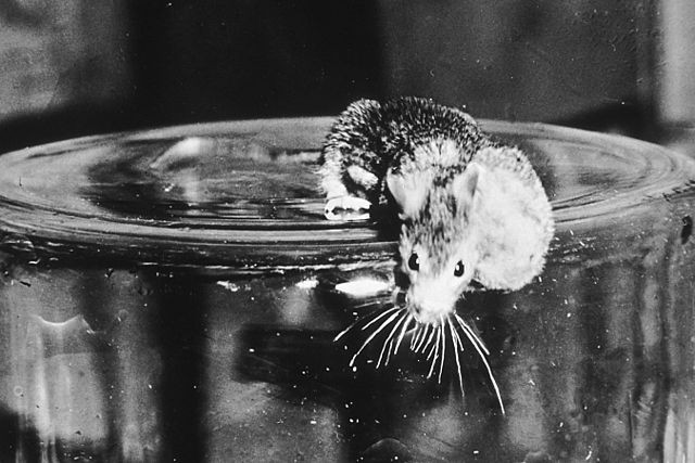 An extreme shallow focus close-up black and white image from 1943 of a mouse with a large tumor standing on the edge of what appears to be an upturned glass cylinder.